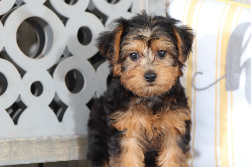 Jasper - Marvelous Yorkie Poo