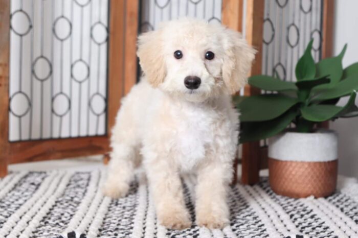 Jasper - Sweet Little Male Poochon Puppy