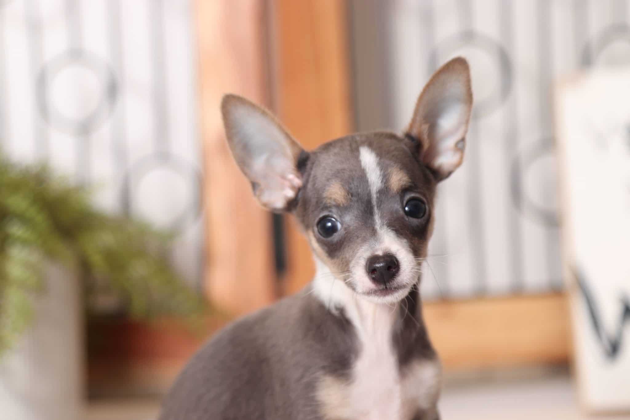 Jasper - Handsome ACA Male Chihuahua Puppy - Image 2