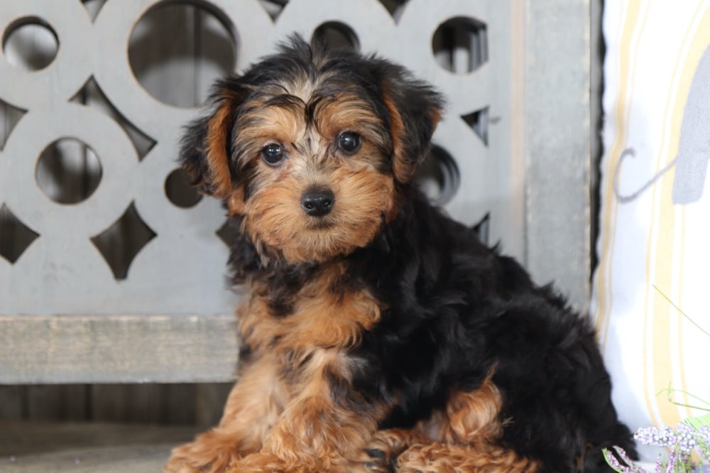 Jasper - Marvelous Yorkie Poo - Image 2