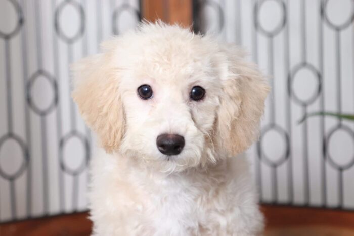 Jasper - Sweet Little Male Poochon Puppy - Image 2