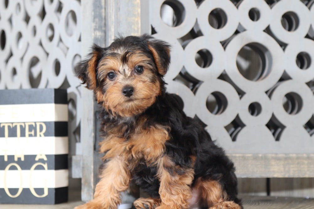 Jasper - Marvelous Yorkie Poo - Image 3