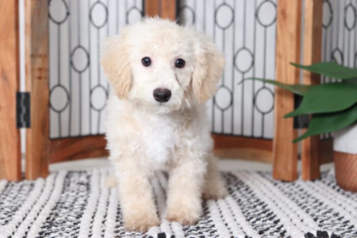 Jasper - Sweet Little Male Poochon Puppy - Image 3