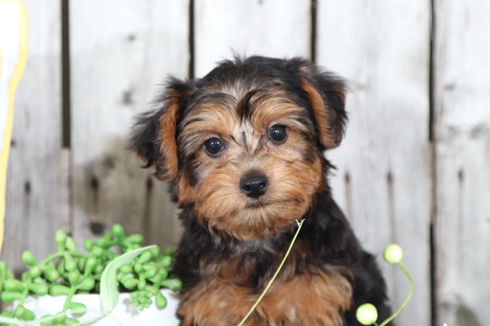 Jasper - Marvelous Yorkie Poo - Image 4