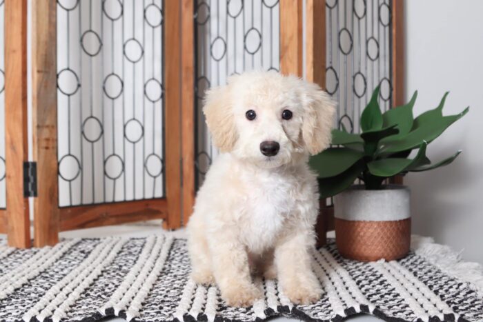 Jasper - Sweet Little Male Poochon Puppy - Image 4