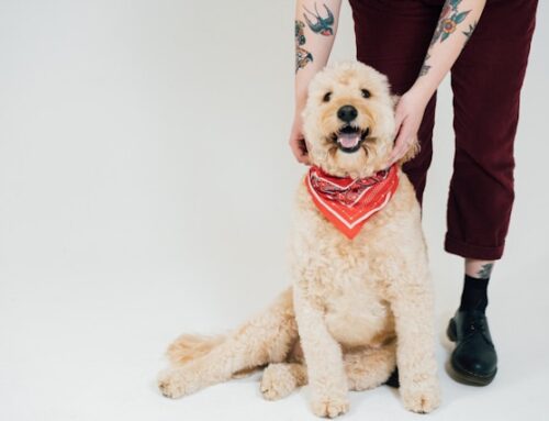 Unraveling the F1B Goldendoodle: Traits, Care, and Choosing the Perfect Companion