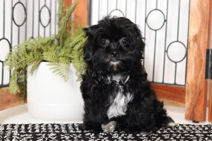 Jean- Friendly Little Female Shih-Poo Puppy