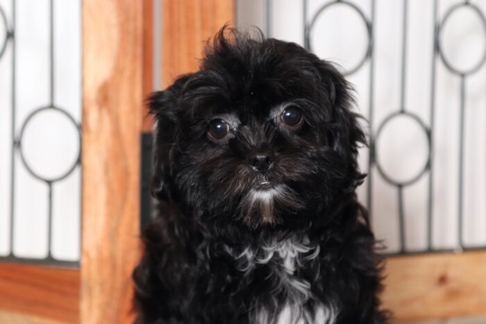 Jean- Friendly Little Female Shih-Poo Puppy - Image 2