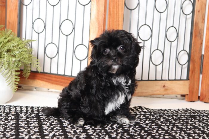 Jean- Friendly Little Female Shih-Poo Puppy - Image 3