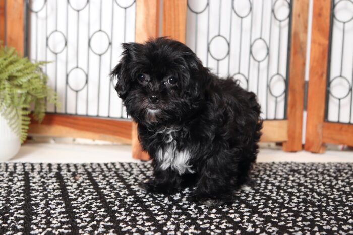 Jean- Friendly Little Female Shih-Poo Puppy - Image 4