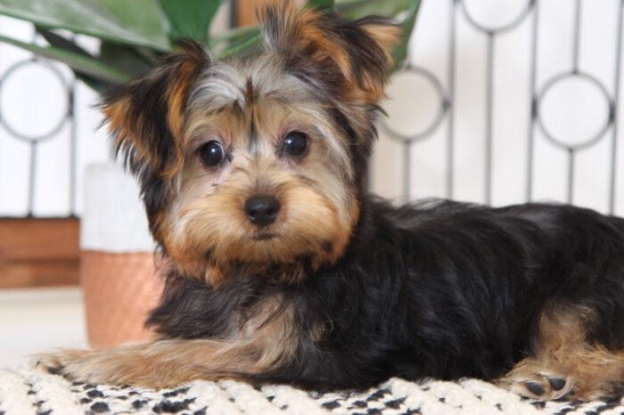 Jenna- Adorable Little ICA Female Yorkie