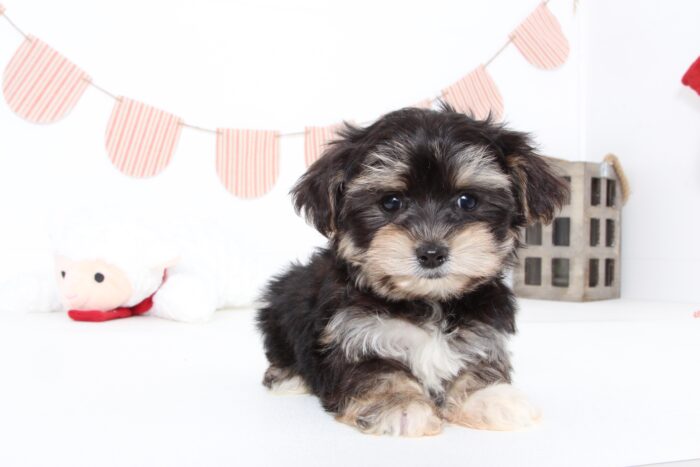 Jenna- Precious Female Teacup Morkie Puppy