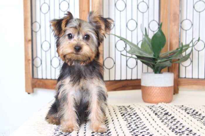 Jenna- Adorable Little ICA Female Yorkie - Image 2