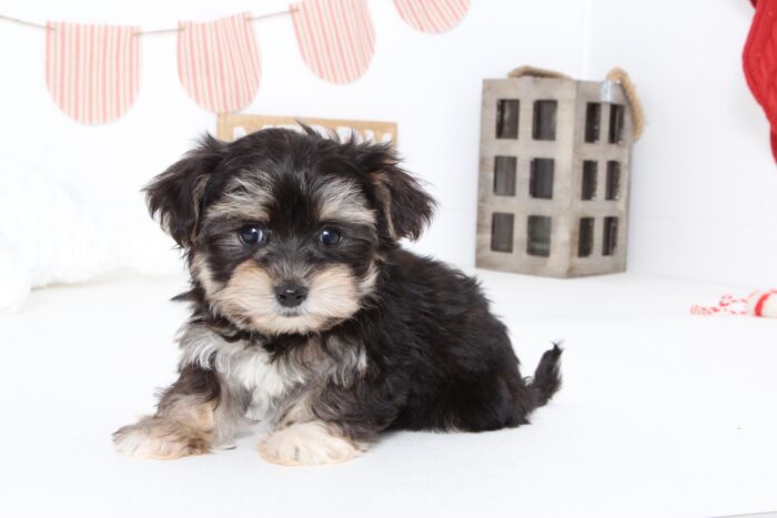 Jenna- Precious Female Teacup Morkie Puppy - Image 2