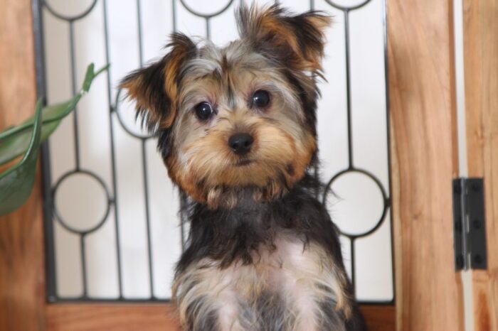 Jenna- Adorable Little ICA Female Yorkie - Image 3