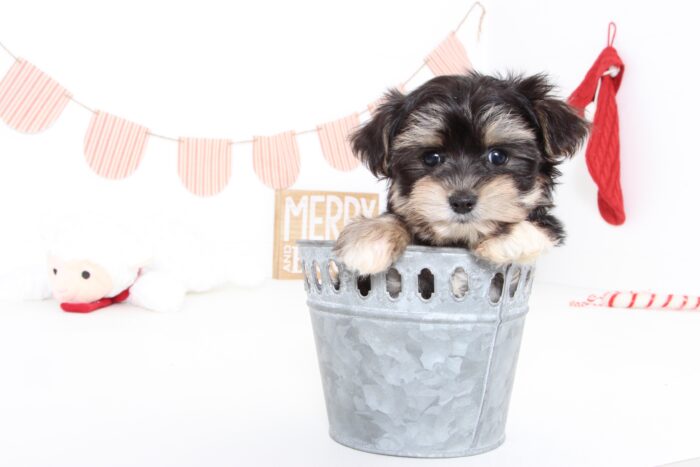 Jenna- Precious Female Teacup Morkie Puppy - Image 3