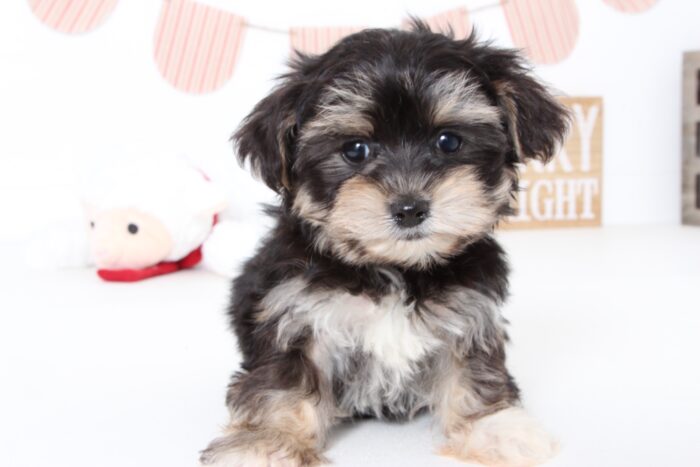 Jenna- Precious Female Teacup Morkie Puppy - Image 4