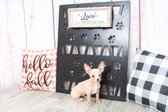 Jennie - Precious ICA Female Chihuahua Puppy - Image 5