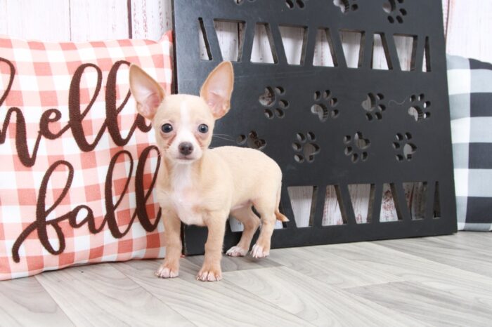 Jennie - Precious ICA Female Chihuahua Puppy - Image 3