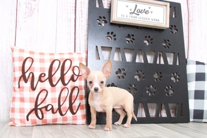Jennie - Precious ICA Female Chihuahua Puppy - Image 2