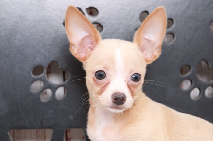 Jennie - Precious ICA Female Chihuahua Puppy
