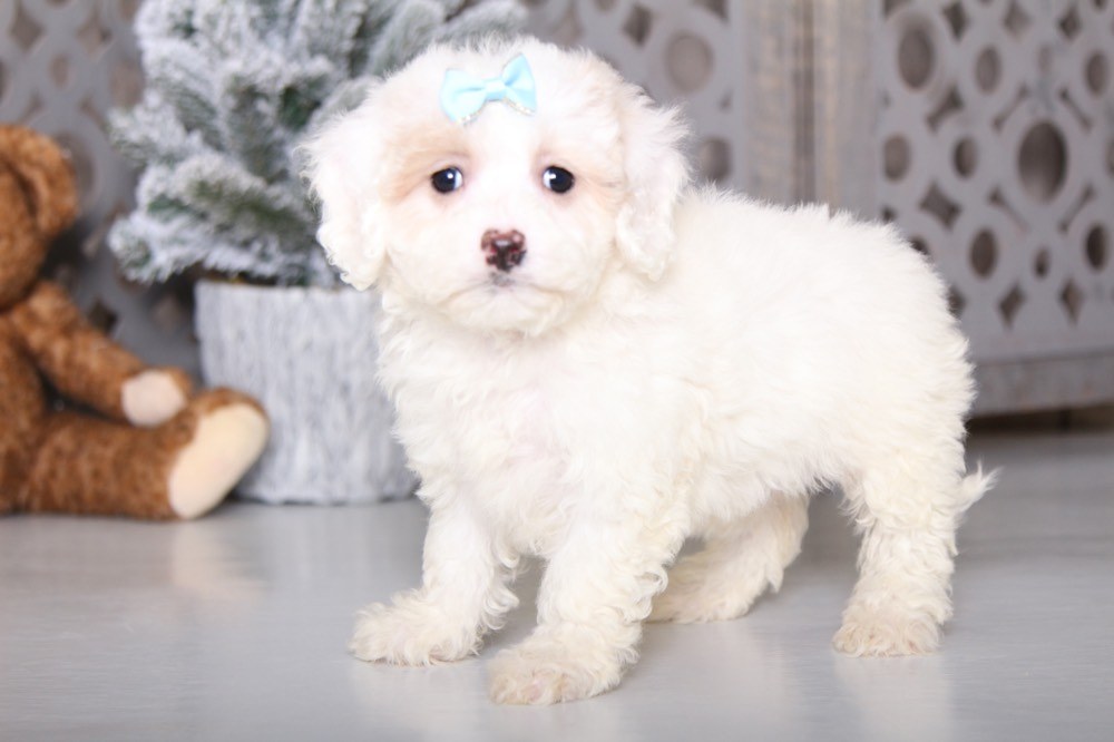 Jenny- Beautiful Cavapoo - Image 2