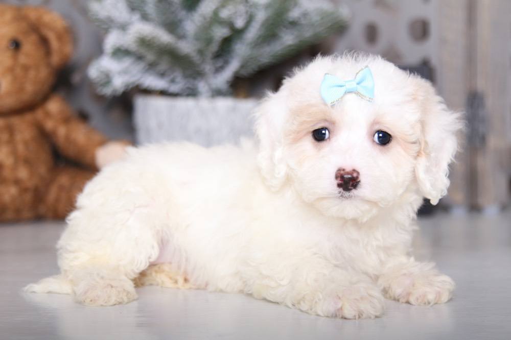 Jenny- Beautiful Cavapoo - Image 3