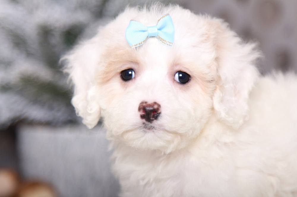 Jenny- Beautiful Cavapoo - Image 4