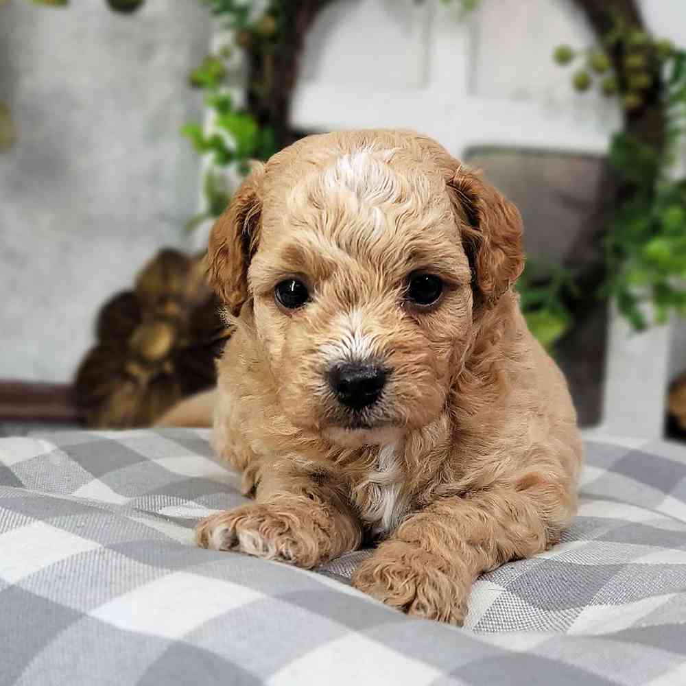 Jerry - Male F1B Cavapoo Puppy For Sale - Puppies Online
