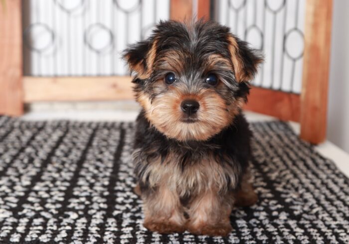 Jerry- Fun Little Male Yorkie Puppy