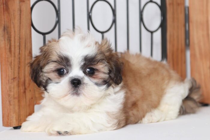 Jerry - Loving Little Male ACA Imperial Shih-Tzu Puppy