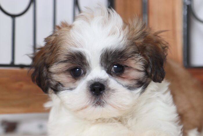 Jerry - Loving Little Male ACA Imperial Shih-Tzu Puppy - Image 2