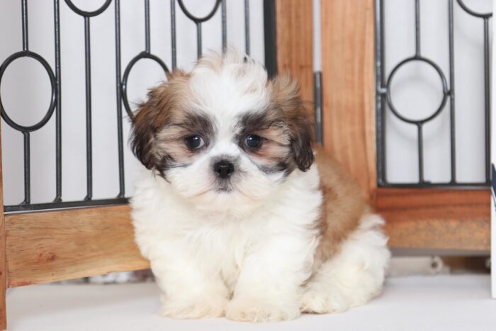 Jerry - Loving Little Male ACA Imperial Shih-Tzu Puppy - Image 3