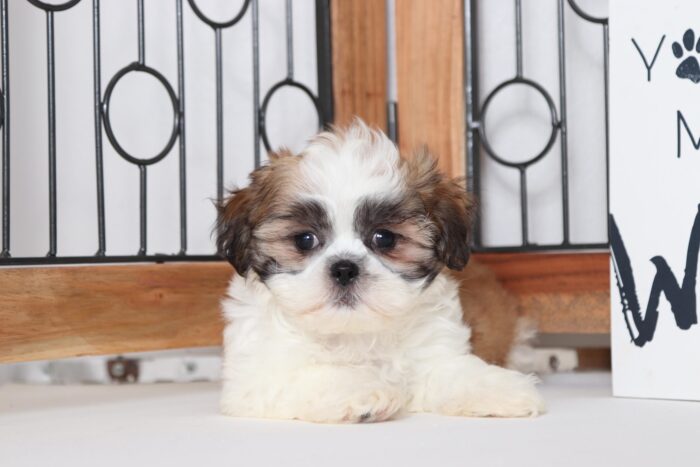 Jerry - Loving Little Male ACA Imperial Shih-Tzu Puppy - Image 4