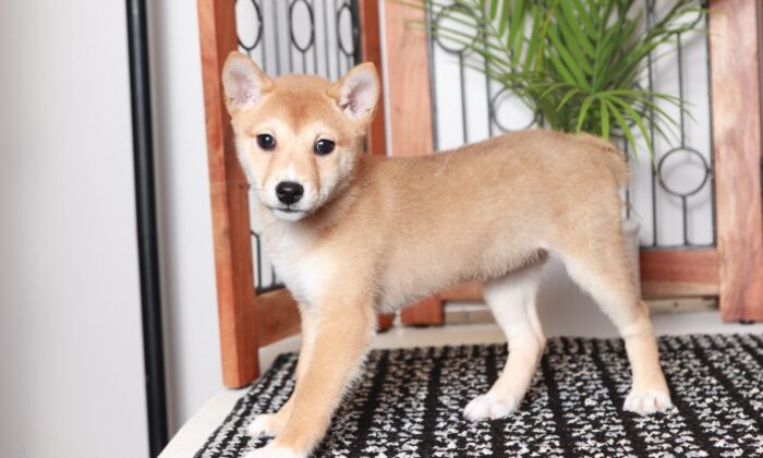 Jess - Beautiful Red Female ACA Shiba Inu Puppy