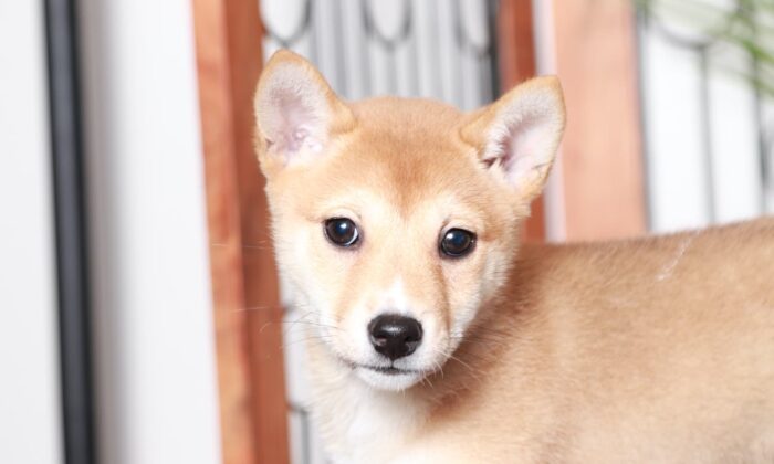 Jess - Beautiful Red Female ACA Shiba Inu Puppy - Image 2