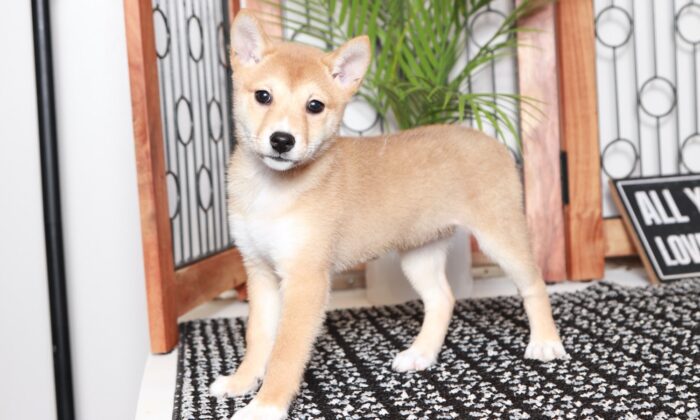Jess - Beautiful Red Female ACA Shiba Inu Puppy - Image 3