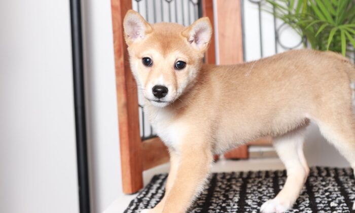 Jess - Beautiful Red Female ACA Shiba Inu Puppy - Image 4