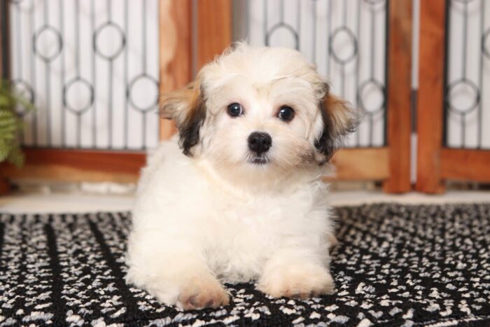 Jessie- Sweet Female Tri-Colored Havachon Puppy