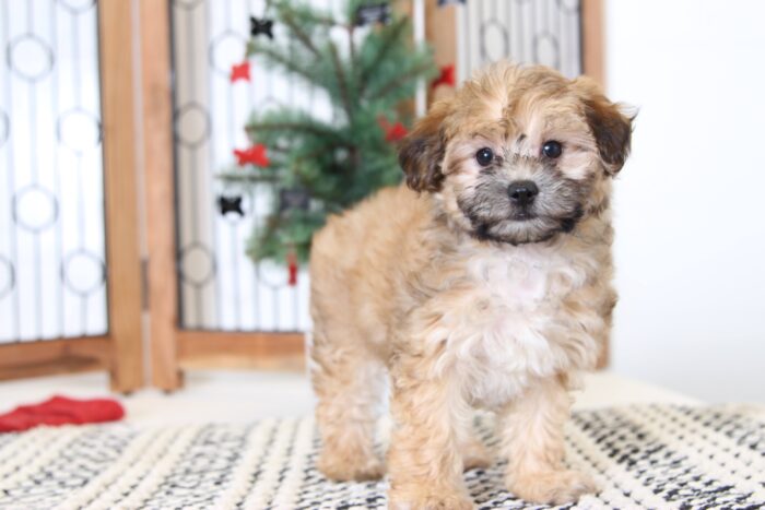 Jessie- Sweet Female Morkie Puppy
