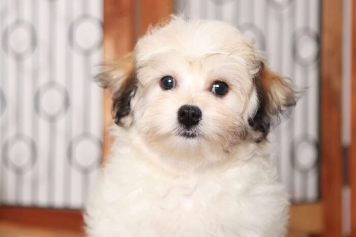 Jessie- Sweet Female Tri-Colored Havachon Puppy - Image 2