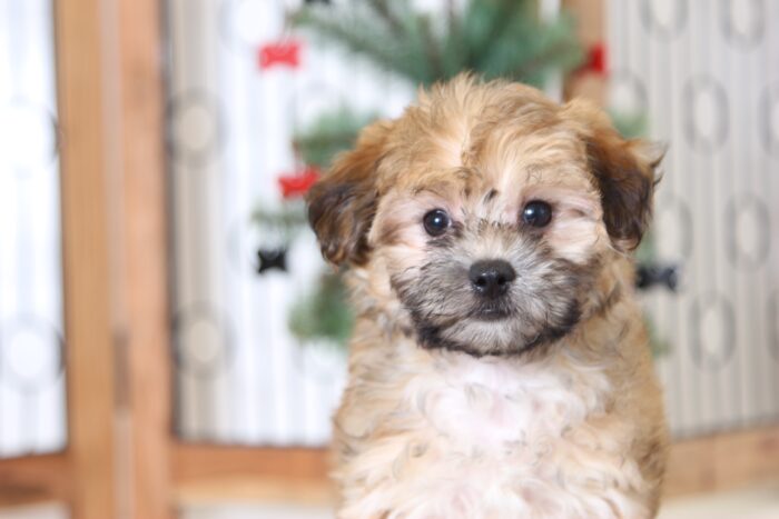 Jessie- Sweet Female Morkie Puppy - Image 2