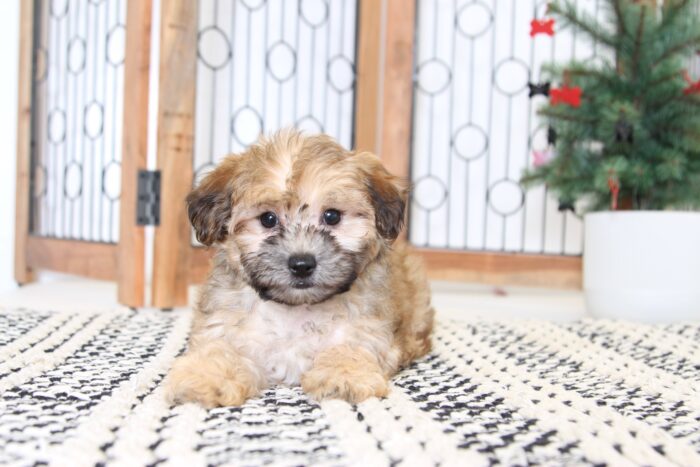 Jessie- Sweet Female Morkie Puppy - Image 4