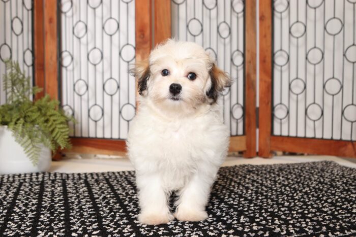Jessie- Sweet Female Tri-Colored Havachon Puppy - Image 3
