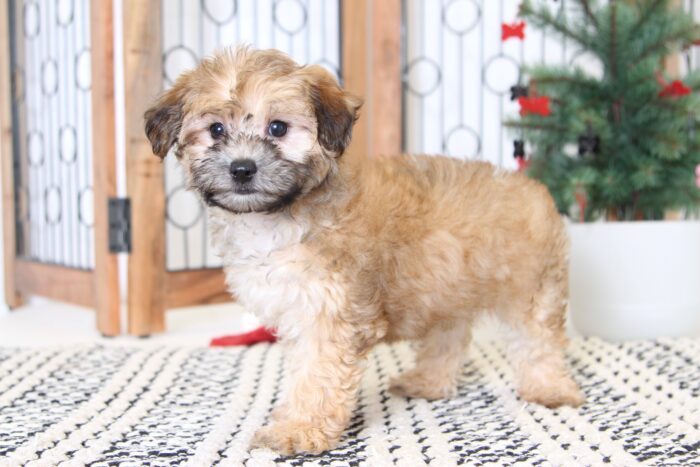 Jessie- Sweet Female Morkie Puppy - Image 5