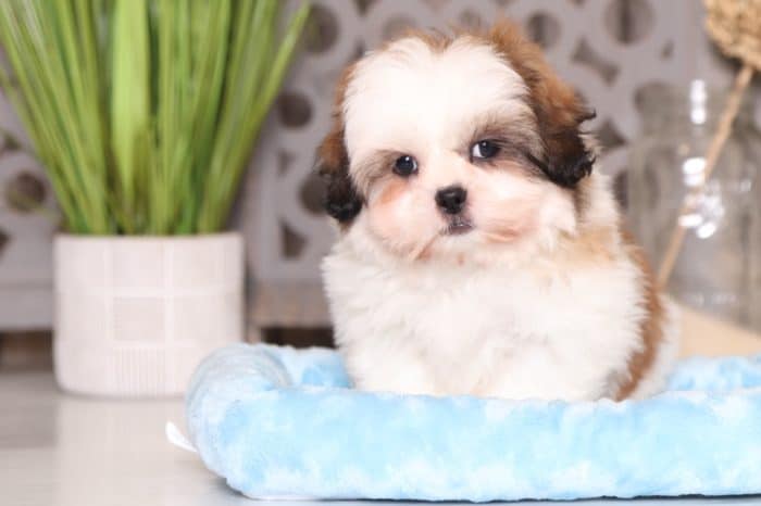 Jett - Affectionate Shih-tzu