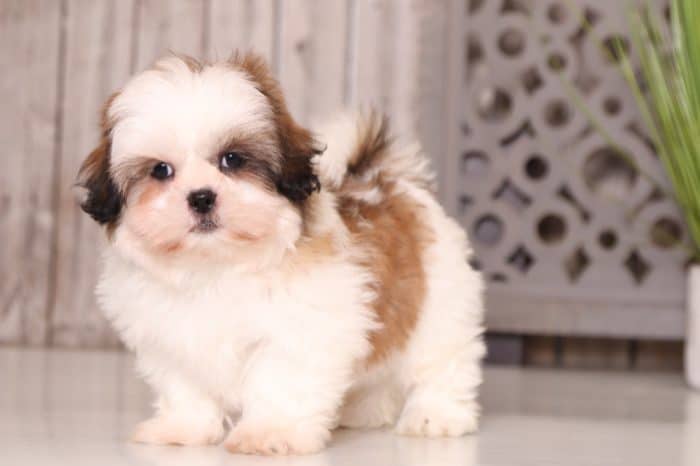 Jett - Affectionate Shih-tzu - Image 3
