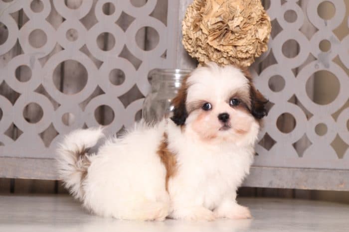 Jett - Affectionate Shih-tzu - Image 4