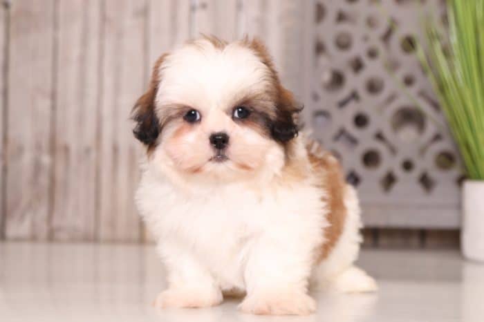 Jett - Affectionate Shih-tzu - Image 5