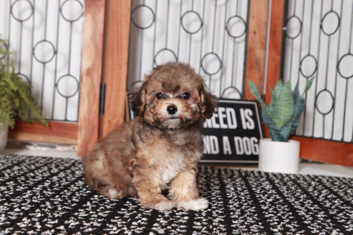 Jewel- Bright Little ICA Female TOY Poodle